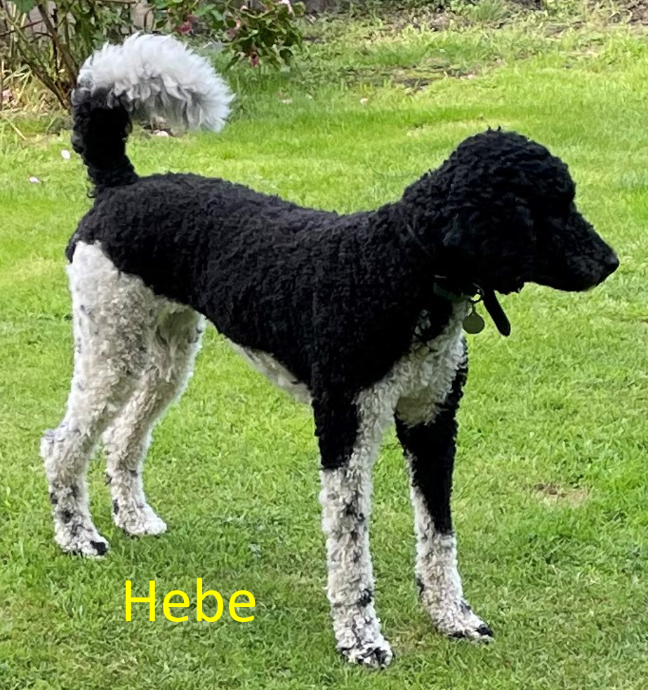 Hebe-with-text