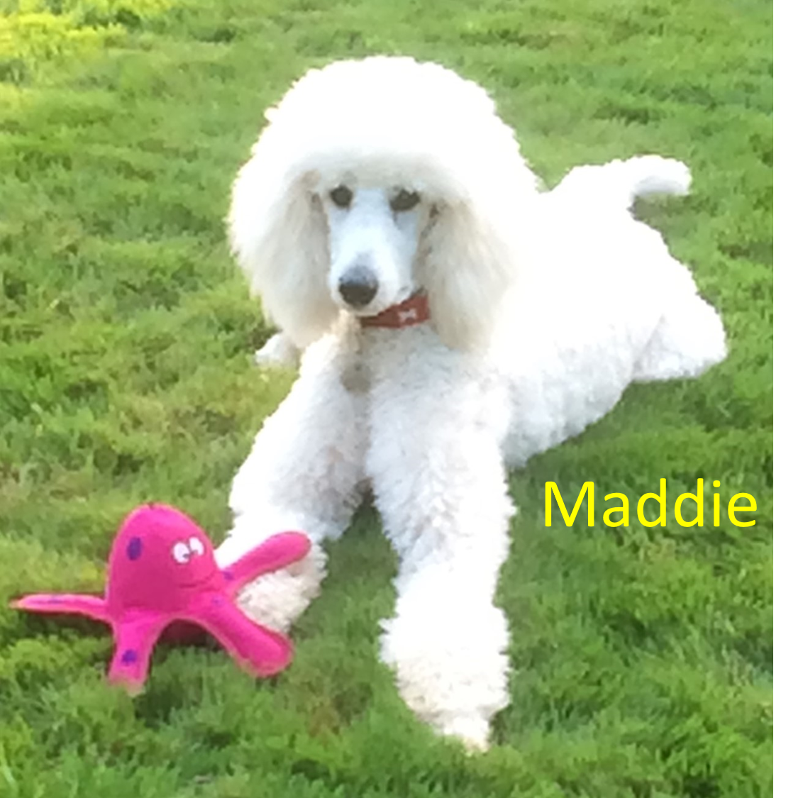Maddie-with-text